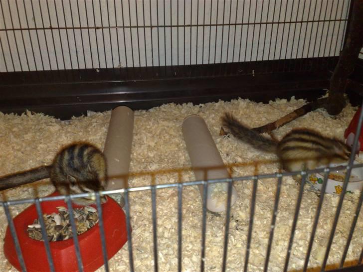 Mine skønne jordegern - Bette-røv og Speedy billede 23