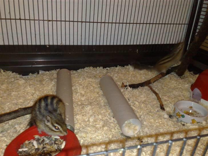 Mine skønne jordegern - Bette-røv og Speedy billede 24