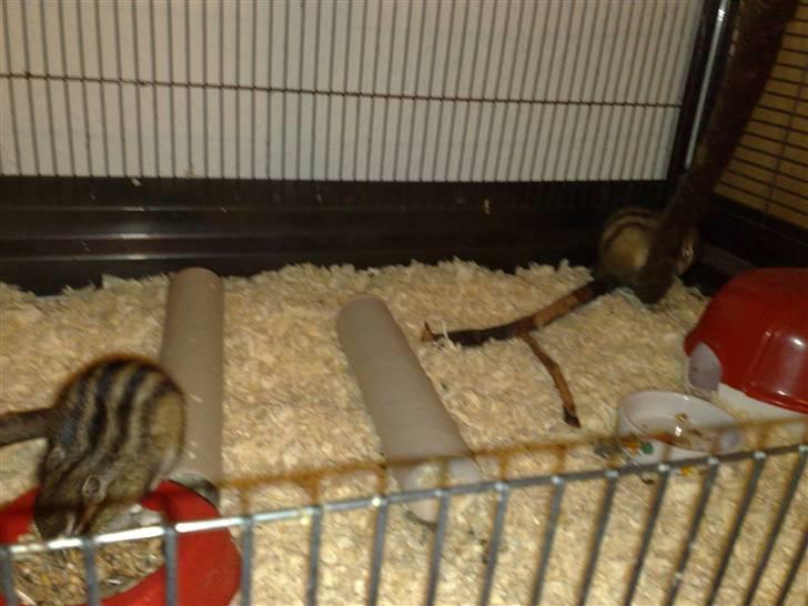 Mine skønne jordegern - Bette-røv og Speedy billede 25