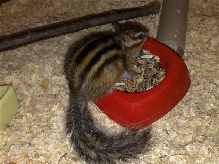 Mine skønne jordegern - Bette-røv billede 26