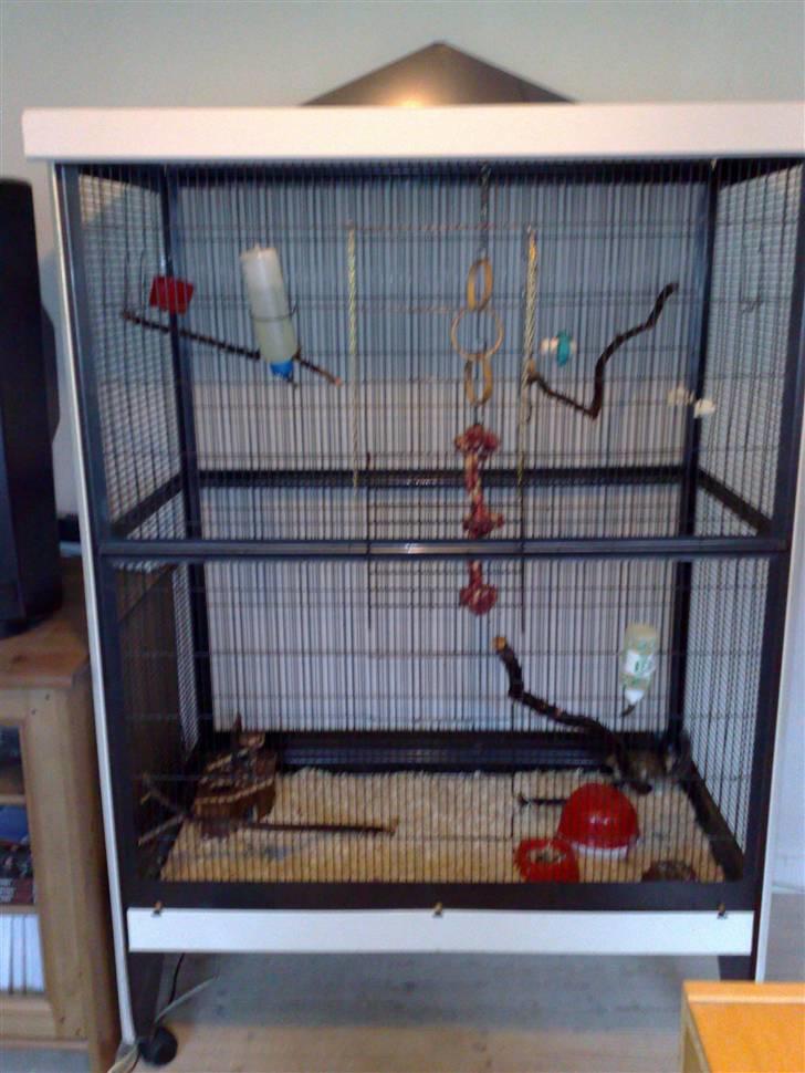 Mine skønne jordegern - Deres voliere billede 28