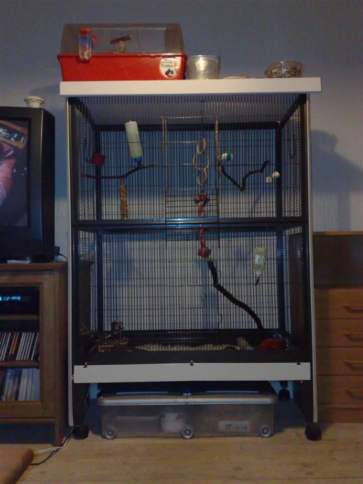 Mine skønne jordegern - Deres voliere billede 29