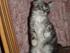 Tossede Maine Coon's