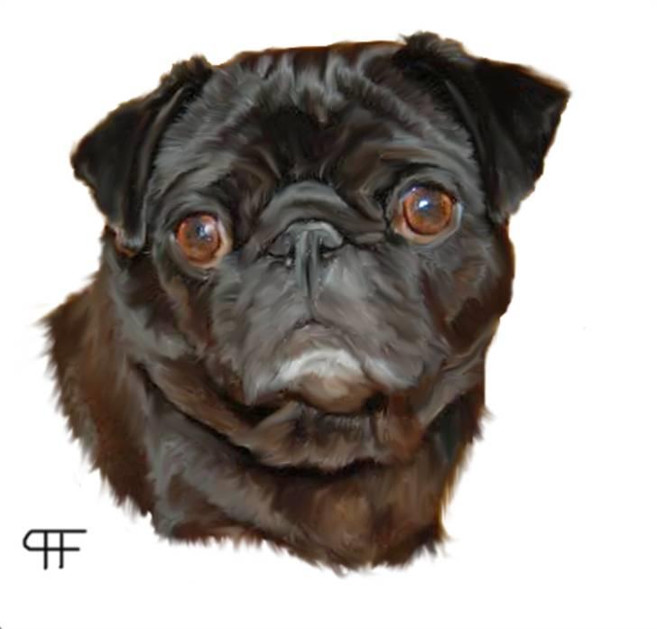 Tegninger af andres hunde - Mops Bertha. billede 253