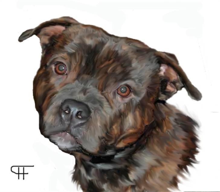 Tegninger af andres hunde - Staffordshire bull terrier Staffy Galore Basso. billede 254