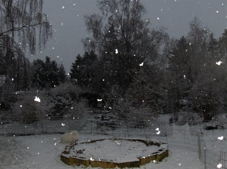 Hunde i sne - Desværre ikke så flot på billedet som i virkeligheden billede 2