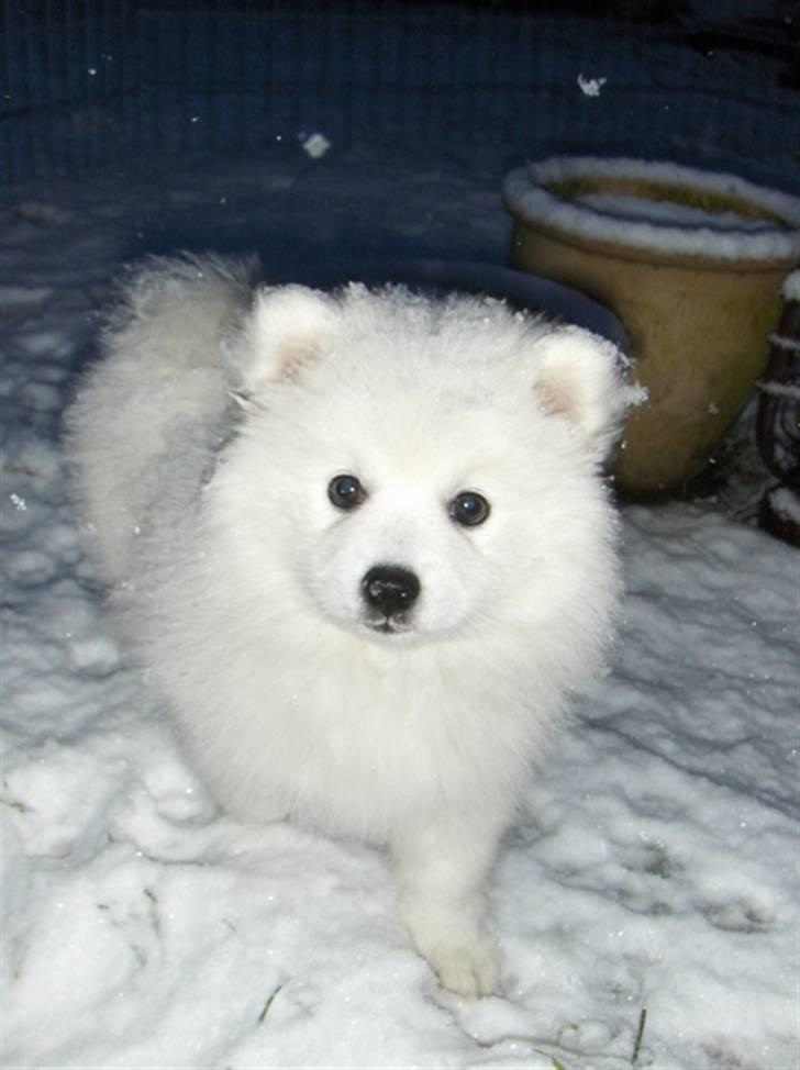 Hunde i sne - Fanny billede 3