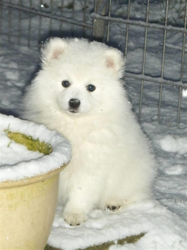 Hunde i sne billede 4