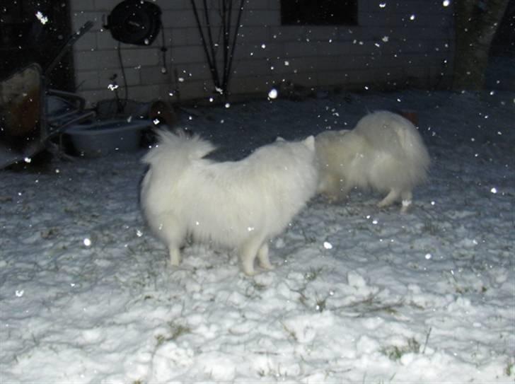 Hunde i sne - Bianca og Jowina billede 5