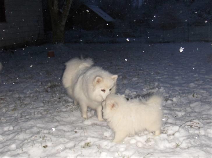 Hunde i sne - Leg i sne billede 6