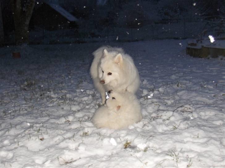 Hunde i sne billede 7