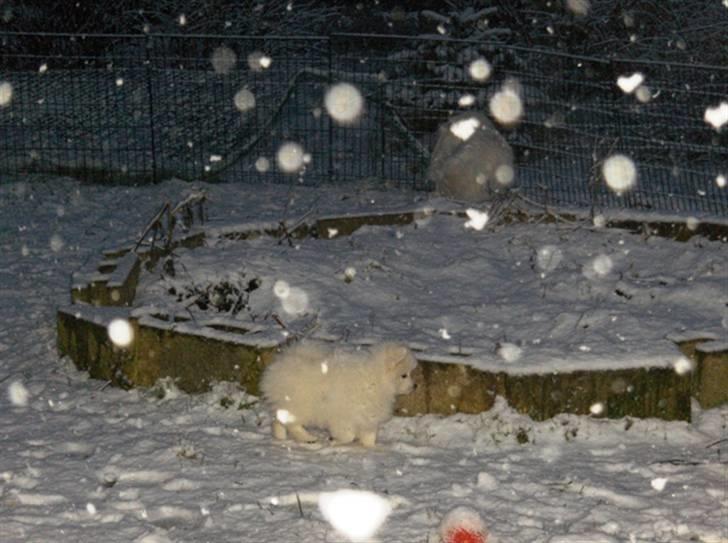 Hunde i sne - Fanny og Jowina billede 8