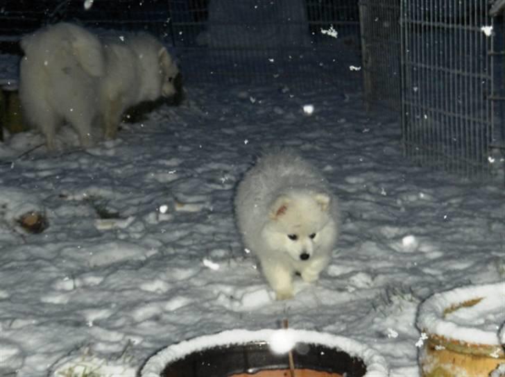 Hunde i sne billede 9