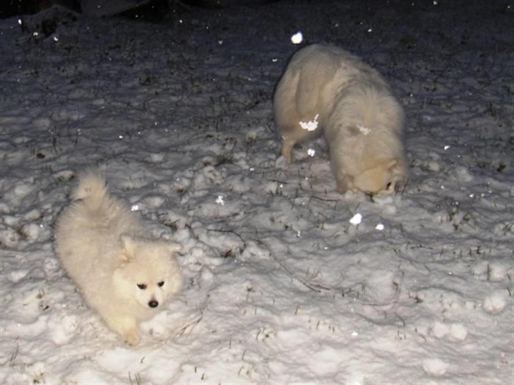 Hunde i sne billede 10