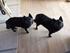 Min kæreste's 2 Schipperke hunde. :)