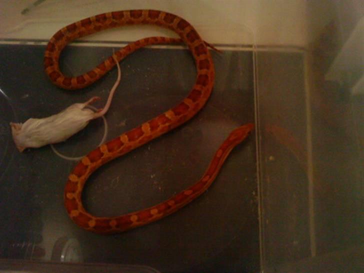 Advarsel.. slangefordring - En Motley, endnu en morph... billede 6