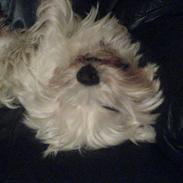 Anton is a Hotdog:D