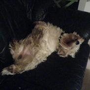 Anton is a Hotdog:D