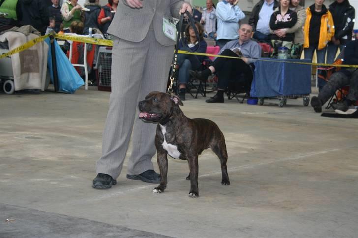 Devil og Nasty - Devil i ringen i åben klasse i Rheinberg Tyskland, hvor han blev BIR, m.VDH-Cert, CAC og titlen RHEINLANDSIEGER 2007. billede 54