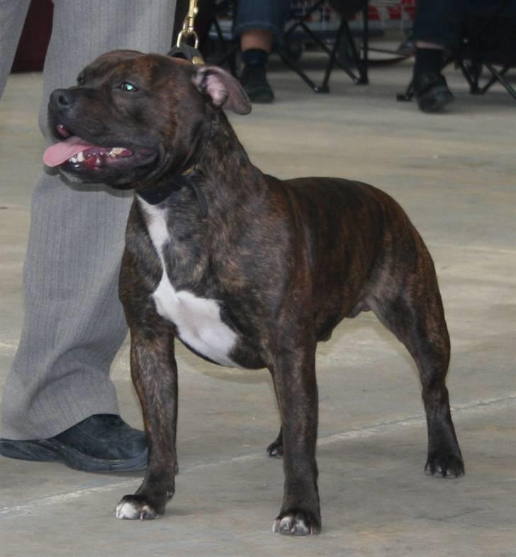 Devil og Nasty - Devil d.25/2-07 Rheinberg Tyskland billede 55