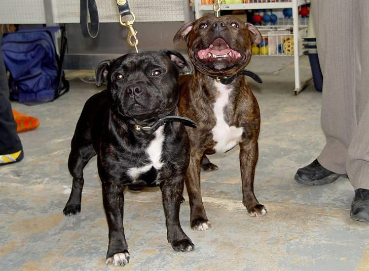 Devil og Nasty - Nasty og Devil udenfor ringen i Tyskland d.25/2-07 billede 56