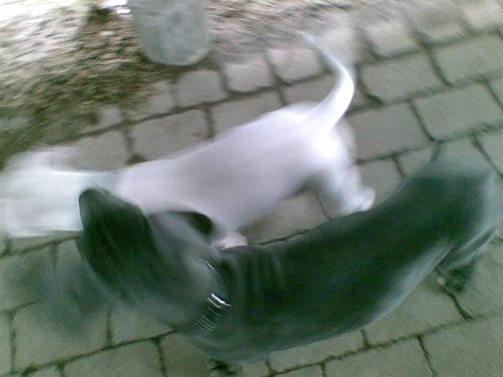Groggy, Bufas og Oscar og et enkelt af Pubæ.. - Wrrrrrrrrrooooooooom... billede 9