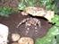 Mine dyr - Acanthoscurria Geniculata
