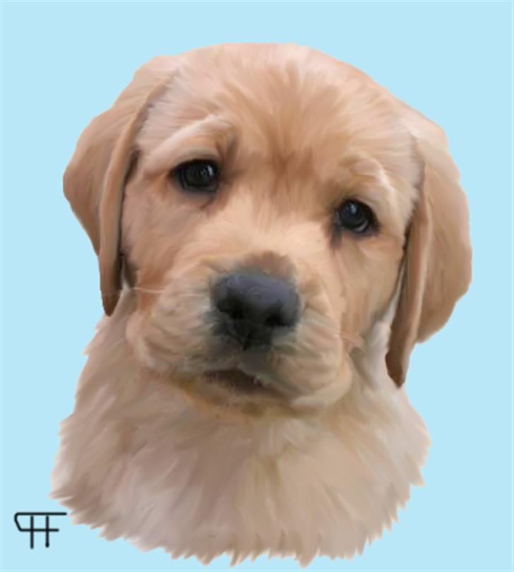 Tegninger af andres hunde - Labrador retriever Labrander Frodo "Max" billede 256