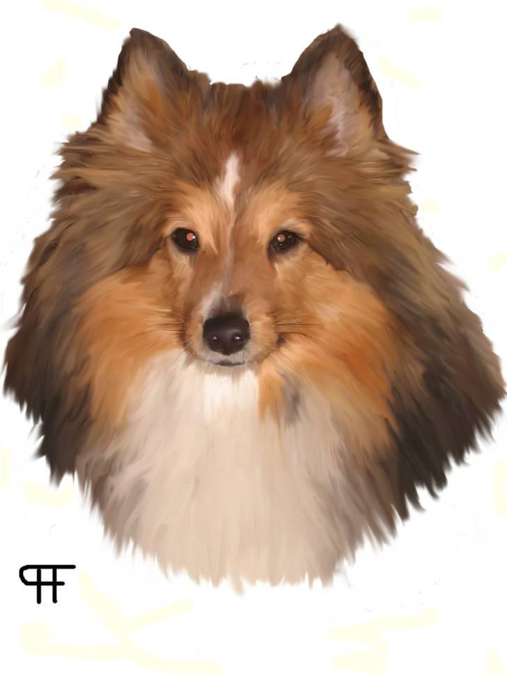 Tegninger af andres hunde - Shetland sheepdog Diva. billede 257