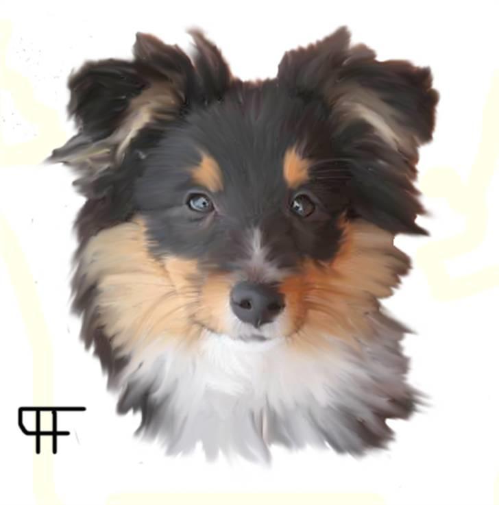 Tegninger af andres hunde - Shetland sheepdog Enya. billede 258