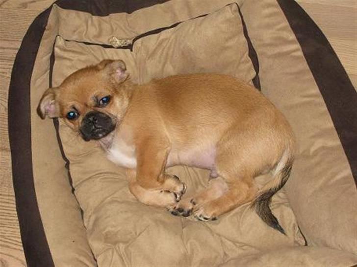 Blandet billder  billede 1