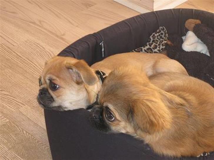 Blandet billder  billede 2