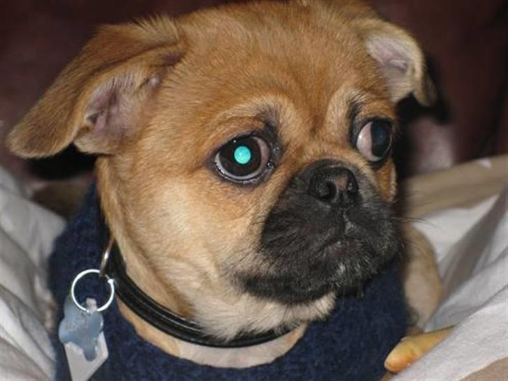 Blandet billder  billede 3