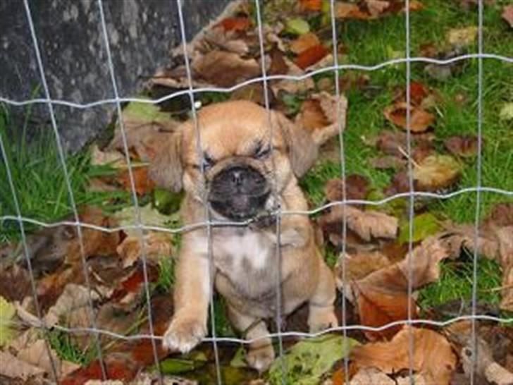 Blandet billder  billede 5