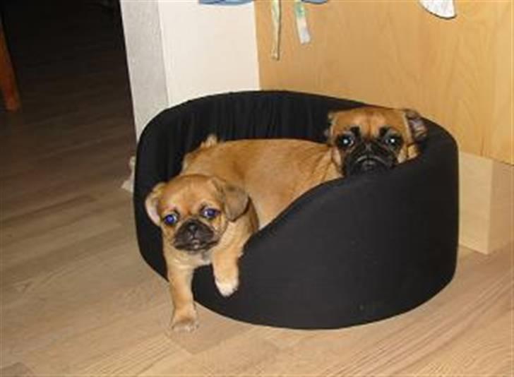 Blandet billder  billede 6