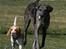 Dog Ranch 2/4-09