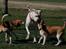 Dog Ranch 2/4-09