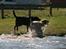 Dog Ranch 2/4-09