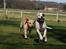 Dog Ranch 2/4-09