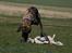 Dog Ranch 2/4-09