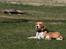 Dog Ranch 2/4-09