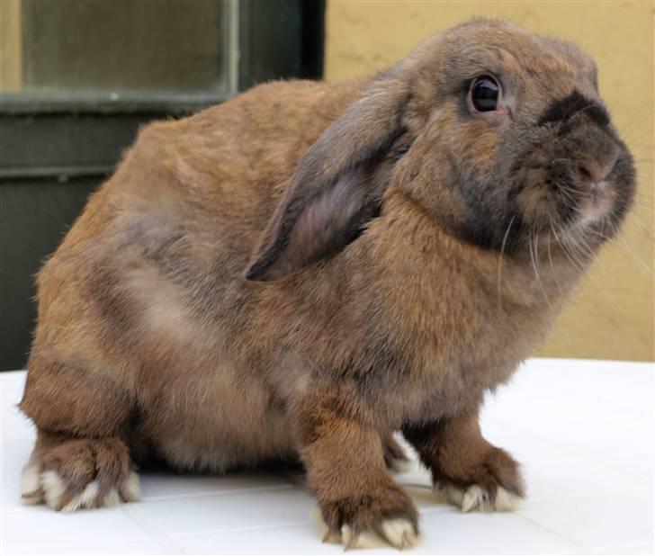 Mine kanin unger billede 8