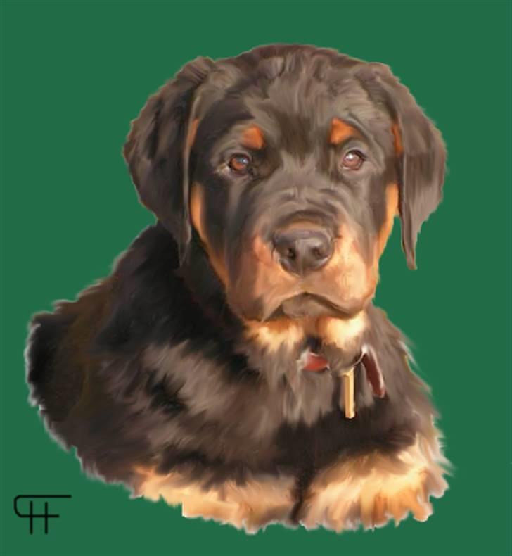 Tegninger af andres hunde - Rottweiler MR Kessler. billede 260