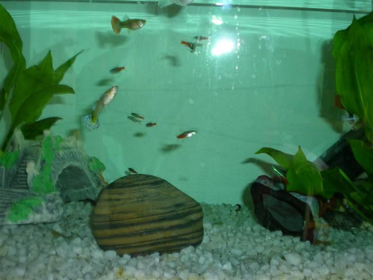 Mine søde dyr - Mine fisk billede 3