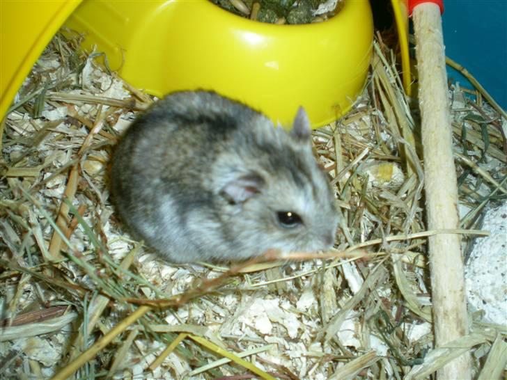 Mine søde dyr - Lille oskar bliver snart to år:D(2009) billede 6