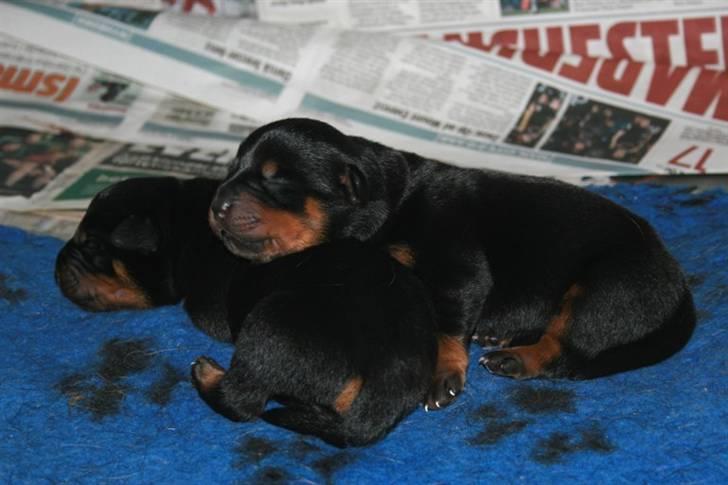 Rottweiler hvalpe billede 1