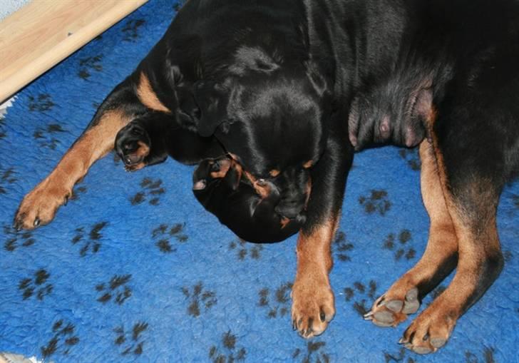 Rottweiler hvalpe billede 2