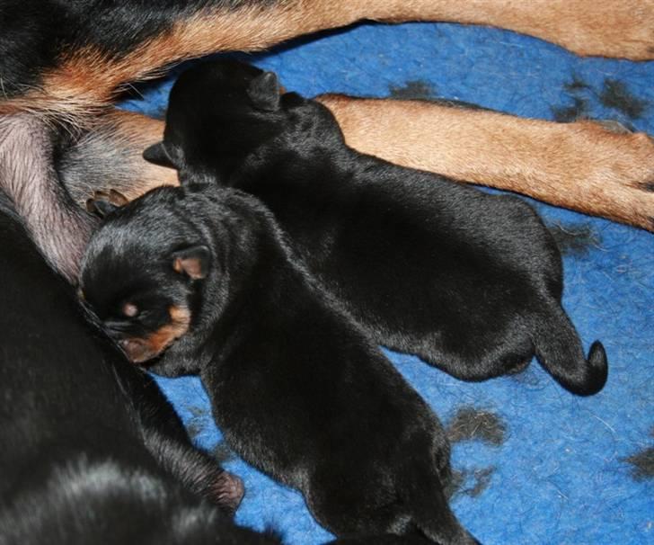 Rottweiler hvalpe billede 3