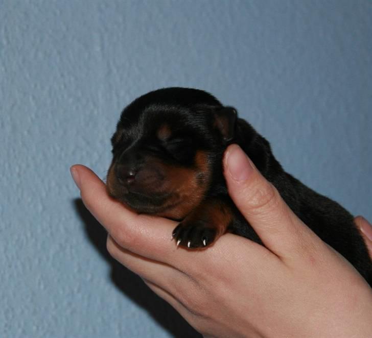 Rottweiler hvalpe billede 4