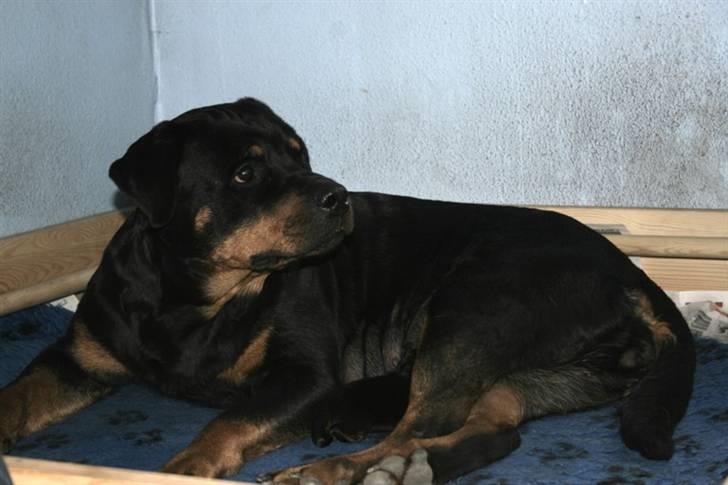 Rottweiler hvalpe billede 5